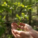 Pavasarinių pumpurų rinkimas