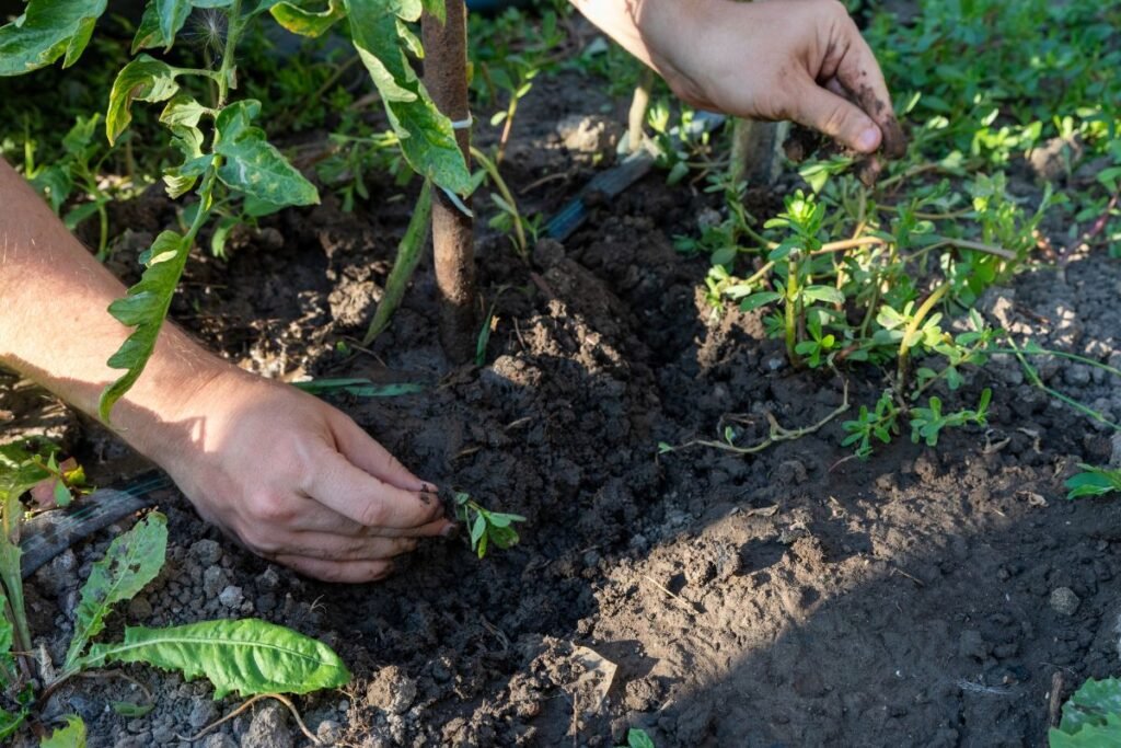 Pesticidai: kuo galime pakeisti?
