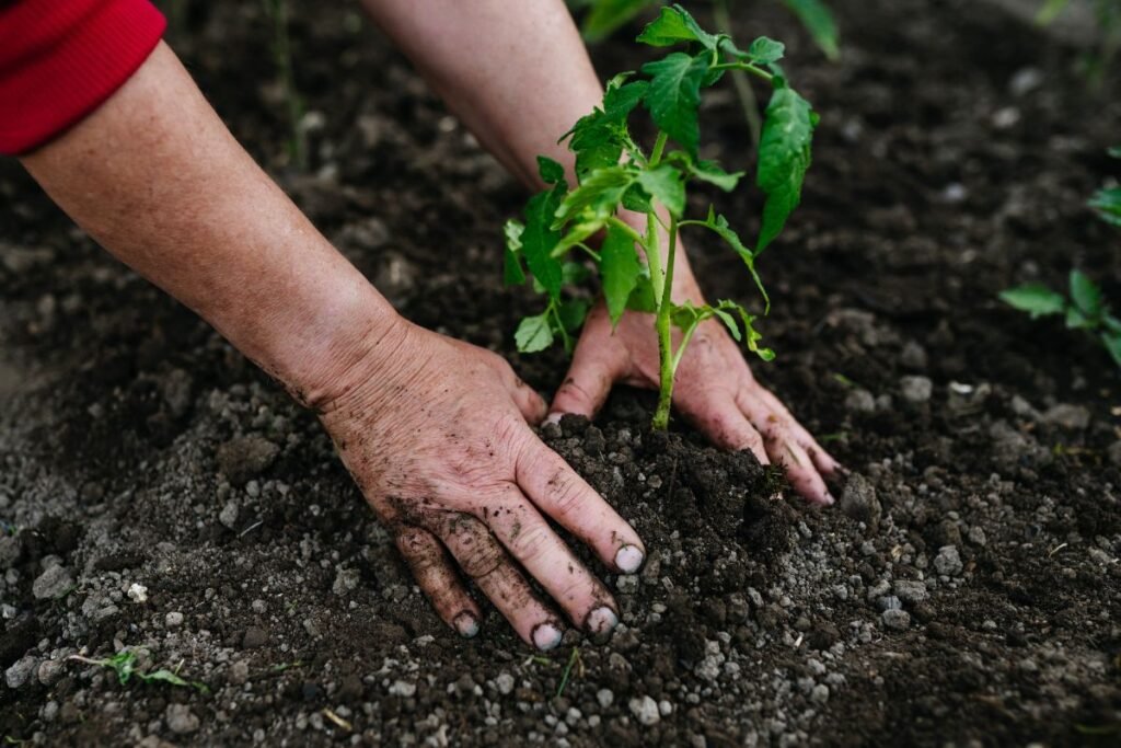 Paskutinis akcentas – saugus persodinimas