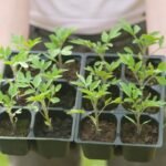 Pomidorų sodinukų grūdinimas prieš perkeliant į lauką – esminis žingsnis sėkmingo derliaus link