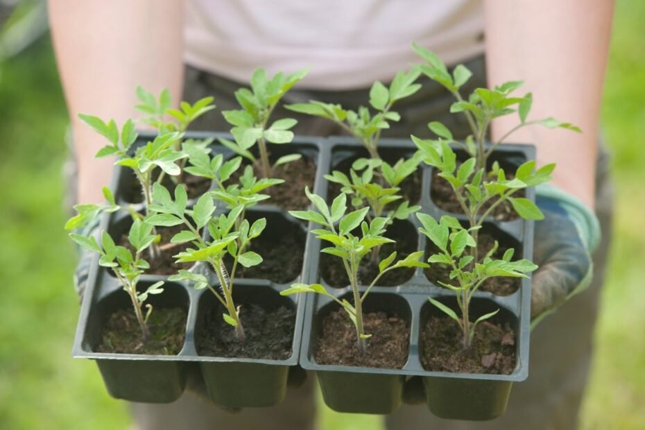 Pomidorų sodinukų grūdinimas prieš perkeliant į lauką – esminis žingsnis sėkmingo derliaus link