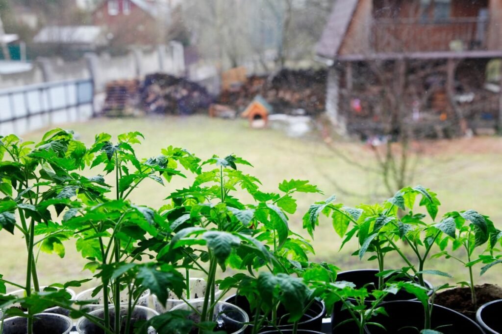 Kodėl sodinukų grūdinimas yra būtinas pomidorų išlikimui?