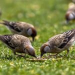 Sėklų apsauga nuo paukščių