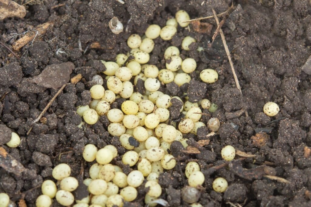 Šliužų kiaušinėliai