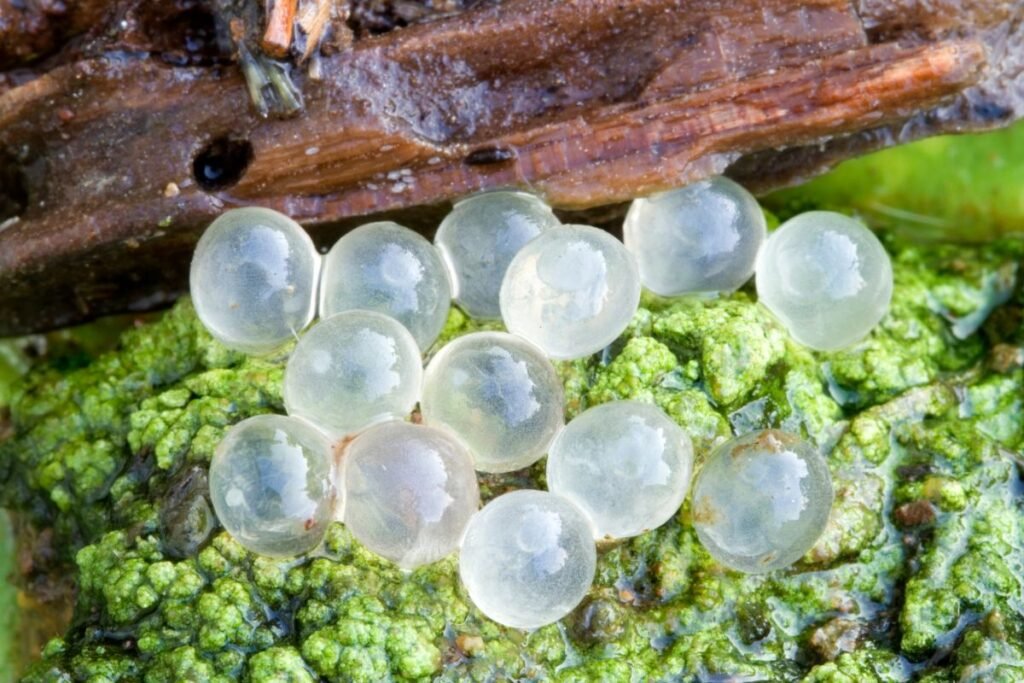 Šliužų kiaušinėliai