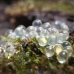 Šliužų kiaušinėliai