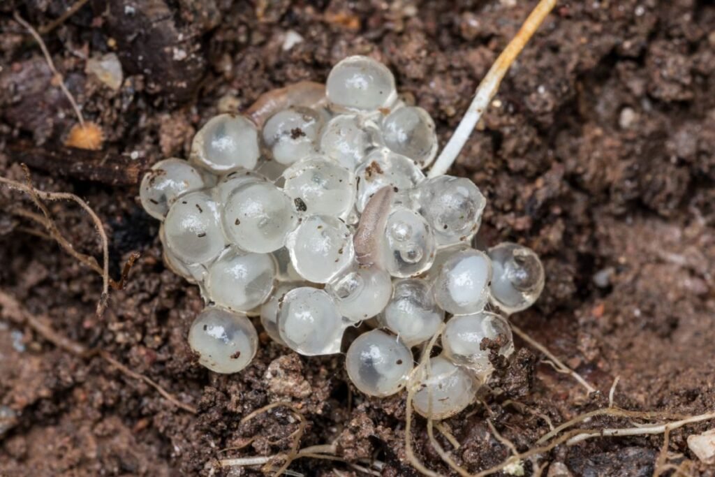 Šliužų kiaušinėliai