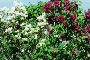 Senų žydinčių krūmų atnaujinimas: kaip susigrąžinti sodo grožį?