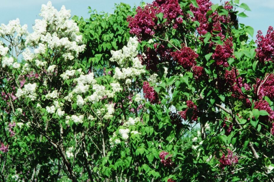 Senų žydinčių krūmų atnaujinimas: kaip susigrąžinti sodo grožį?