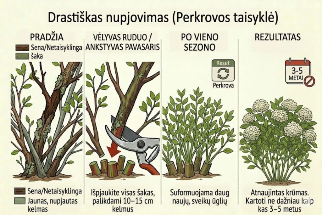 Senų žydinčių krūmų atnaujinimo technikos