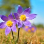 Šilagėlė – pavasario pranašė, sodininko džiaugsmas ir saugoma Lietuvos gamtos vertybė