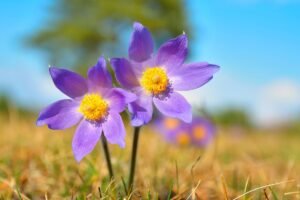 Šilagėlė – pavasario pranašė, sodininko džiaugsmas ir saugoma Lietuvos gamtos vertybė