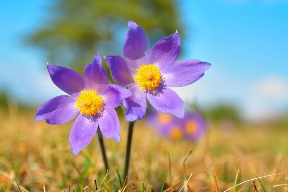 Šilagėlė – pavasario pranašė, sodininko džiaugsmas ir saugoma Lietuvos gamtos vertybė