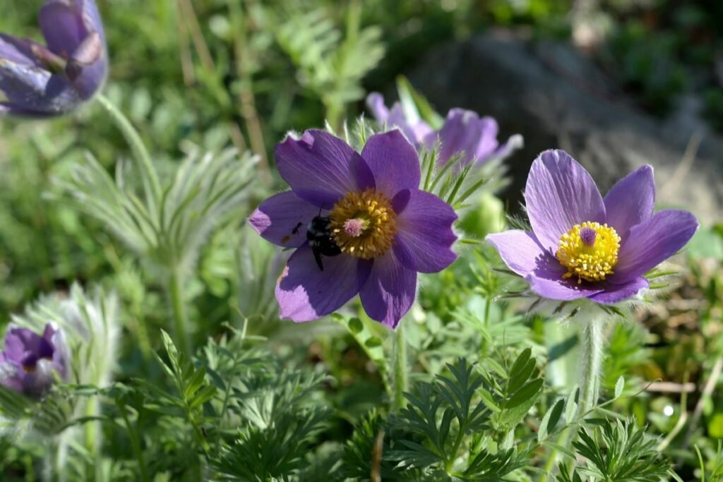 Šilagėlė kaip vaistinis augalas – tik žinant riziką