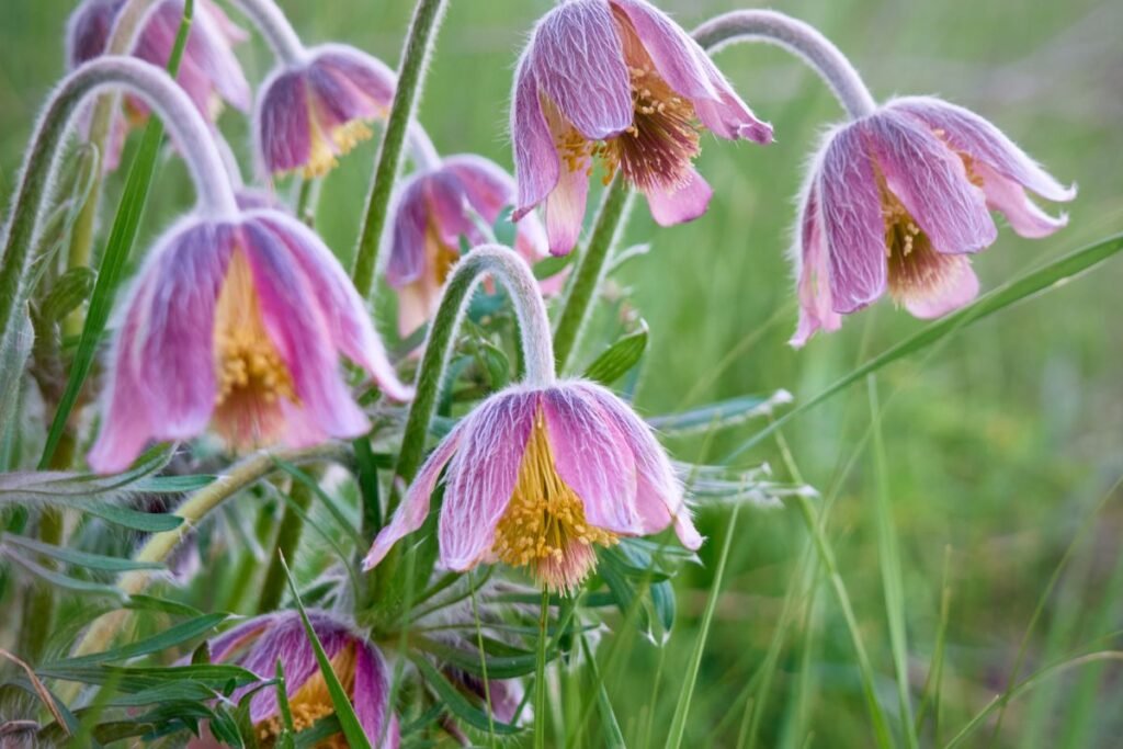 Šilagėlė – kas ji ir kur auga?