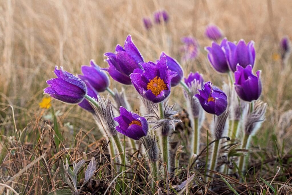 Šilagėlė sode: vieta, dirva ir auginimo sąlygos