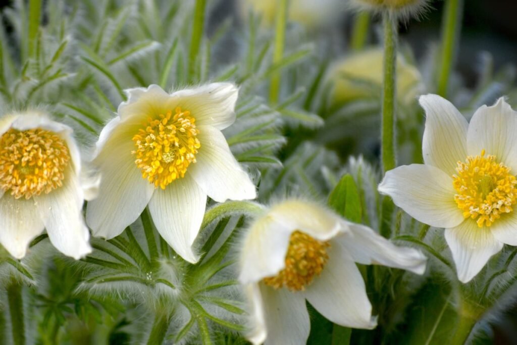 Šilagėlės priežiūra – mažai darbo, daug atlygio