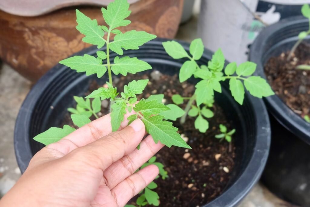 Kurie augalai labiausiai atsako į stimuliavimą?