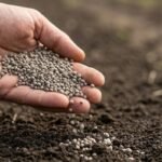 Superfosfatas – viskas, ką privalote žinoti apie šį augalų energijos šaltinį