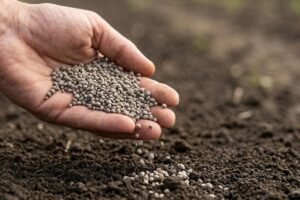 Superfosfatas – viskas, ką privalote žinoti apie šį augalų energijos šaltinį