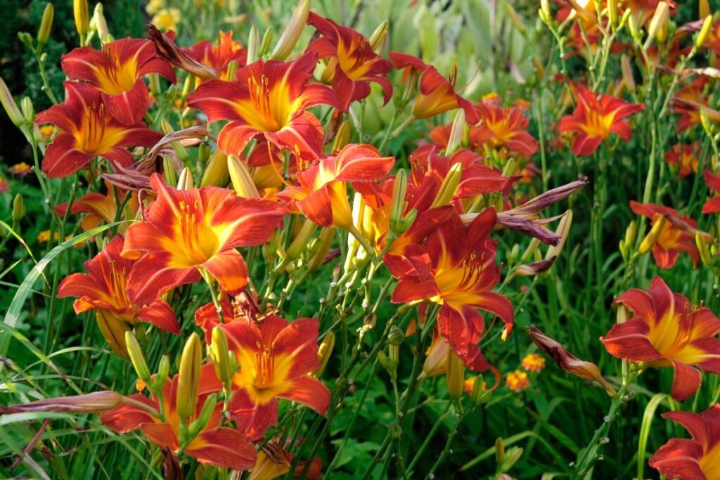 Svogūninės gėlės: viendienės (Hemerocallis)