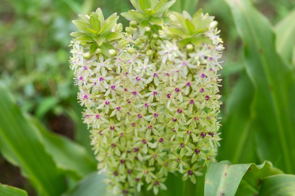 Svogūninės gėlės: eukomiai (Eucomis) – „Ananasų lelijos“