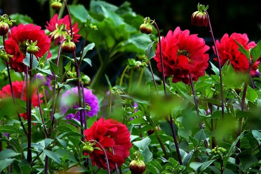 Svogūninės gėlės: jurginai (Dahlia)