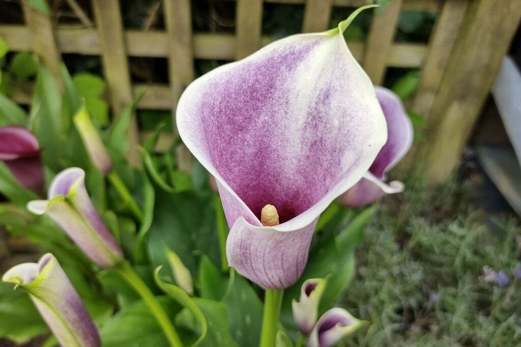 Svogūninės gėlės: kalijos (Zantedeschia)