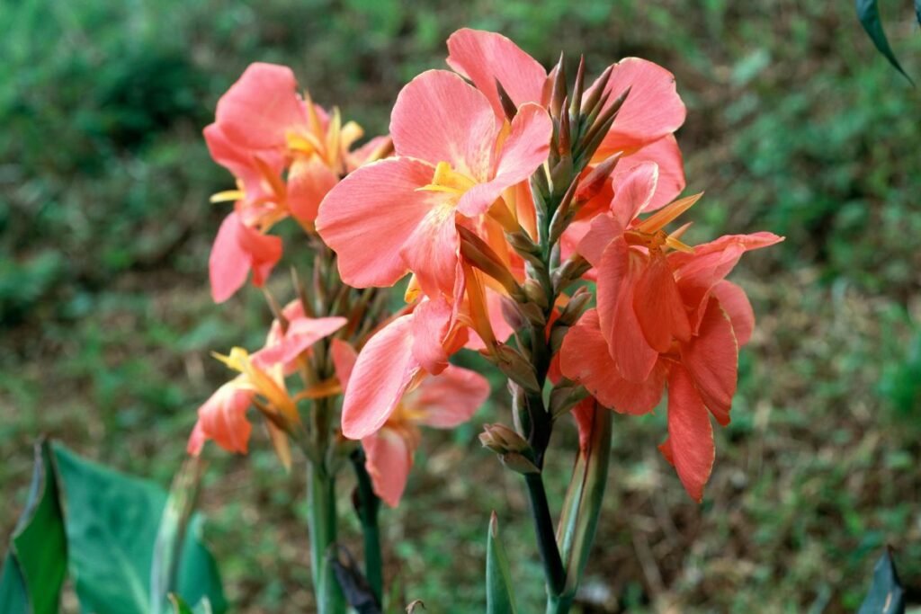 Svogūninės gėlės: kanos (Canna)