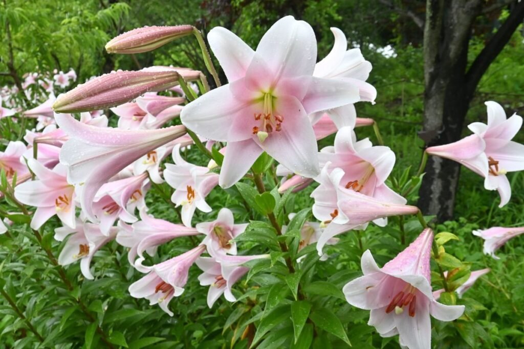 Svogūninės gėlės: azijinės ir rytietiškos lelijos (Lilium)