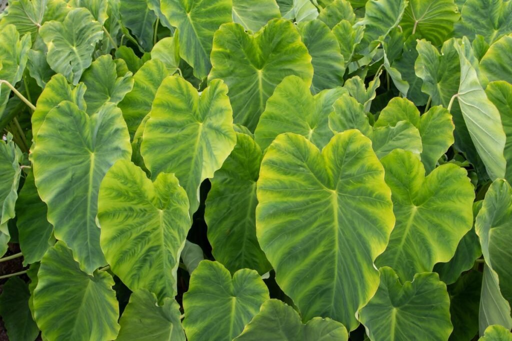 Svogūninės gėlės: kolokazijos (Colocasia) – „Dramblio ausys“