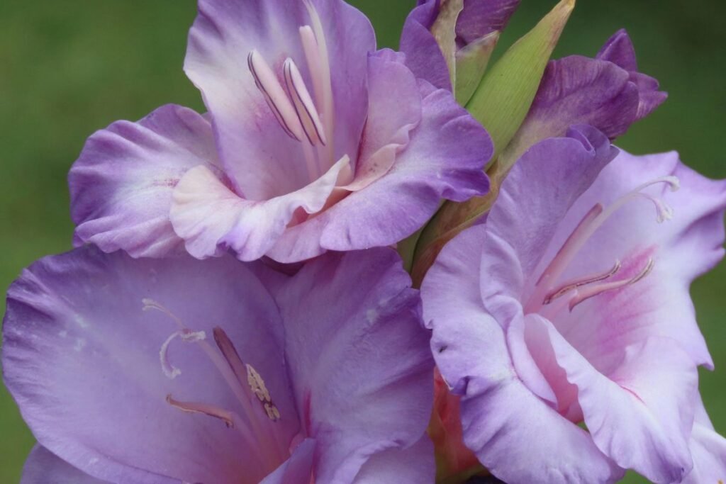Svogūninės gėlės: kardeliai (Gladiolus)