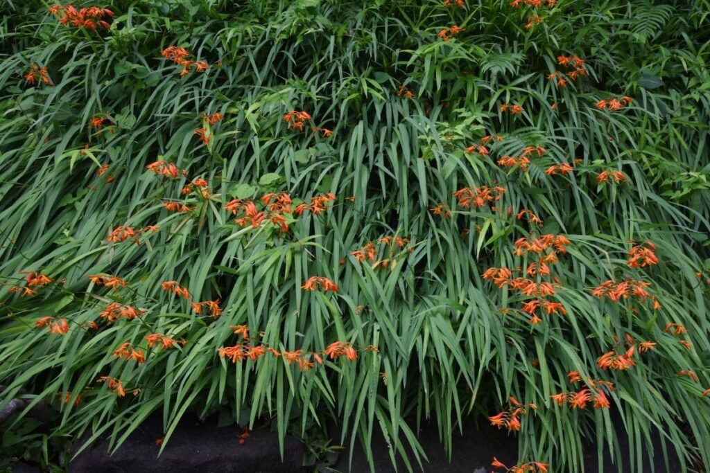 Svogūninės gėlės: montbretės (Crocosmia)