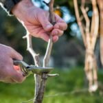 Vijoklių genėjimas pavasarį: ką ir kada pjauti, kad vasarą gausiai žydėtų ir derėtų?