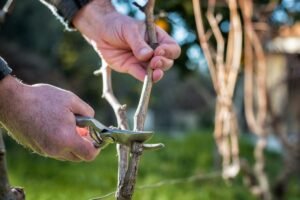 Vijoklių genėjimas pavasarį: ką ir kada pjauti, kad vasarą gausiai žydėtų ir derėtų?