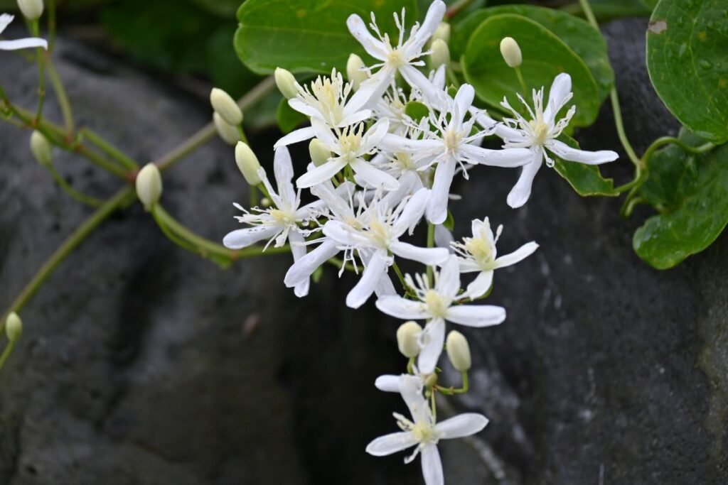 Vijoklių genėjimas: raganė