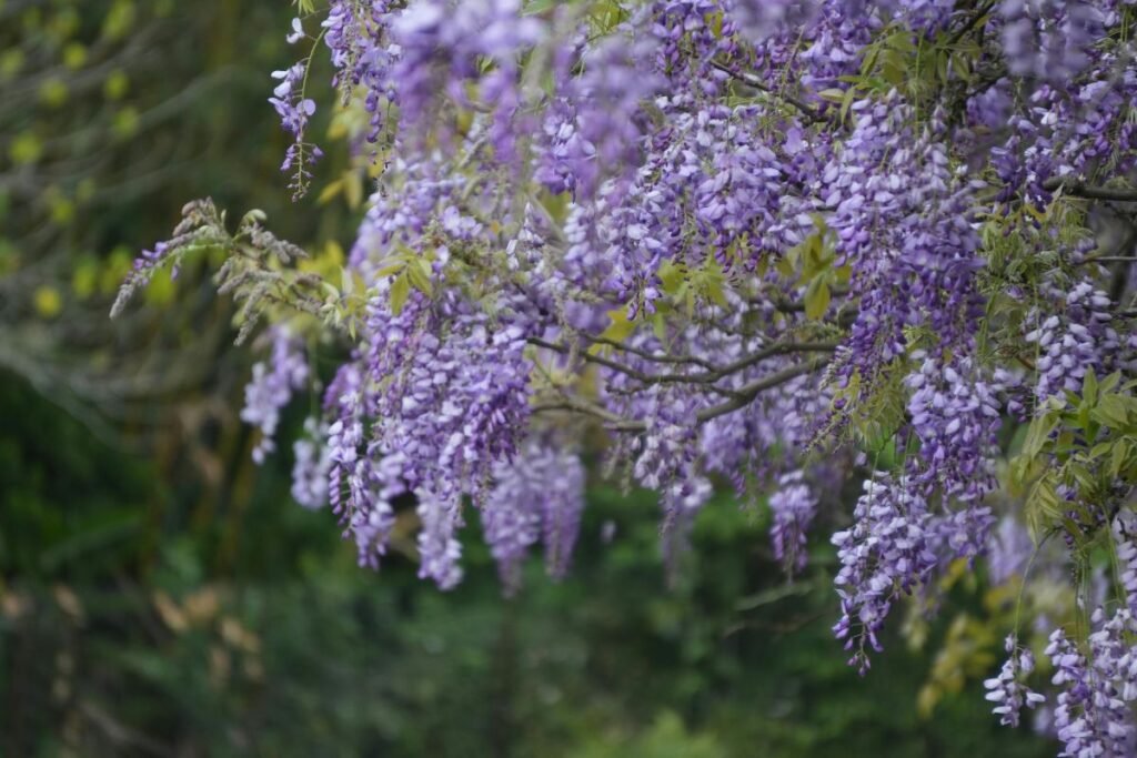 Visterija: genėkite drąsiau, nei manote reikiant