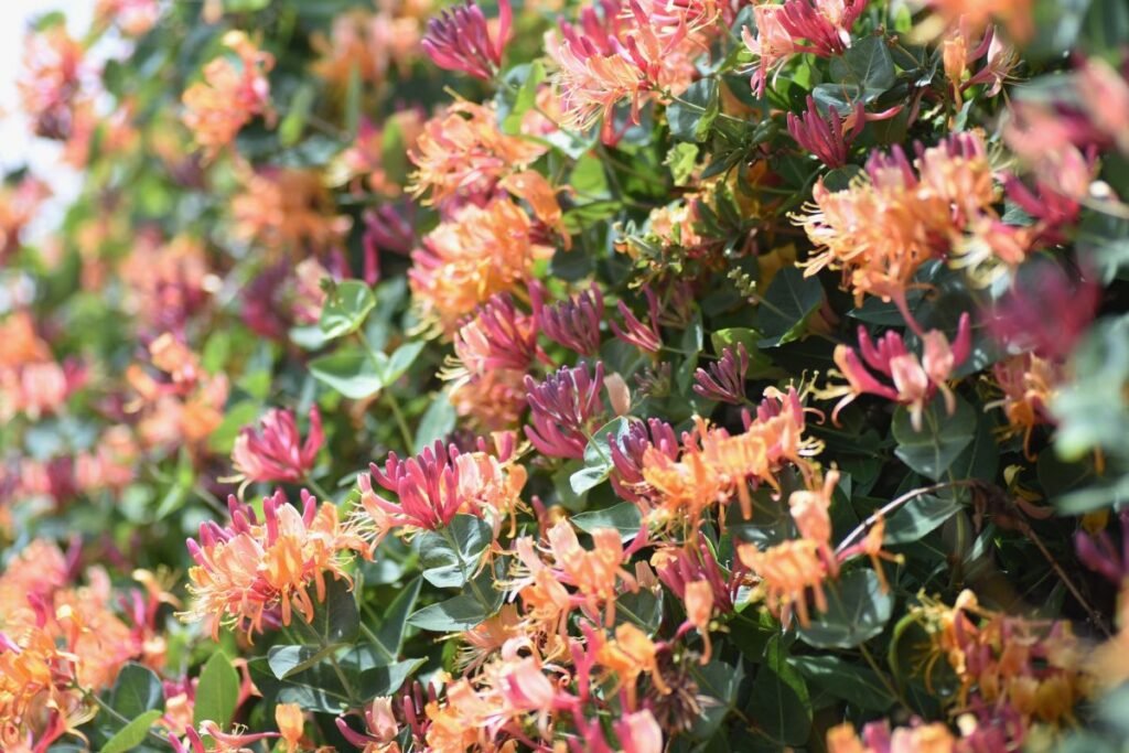 Vijokliniai sausmedžiai: formuokite, o ne naikinkite