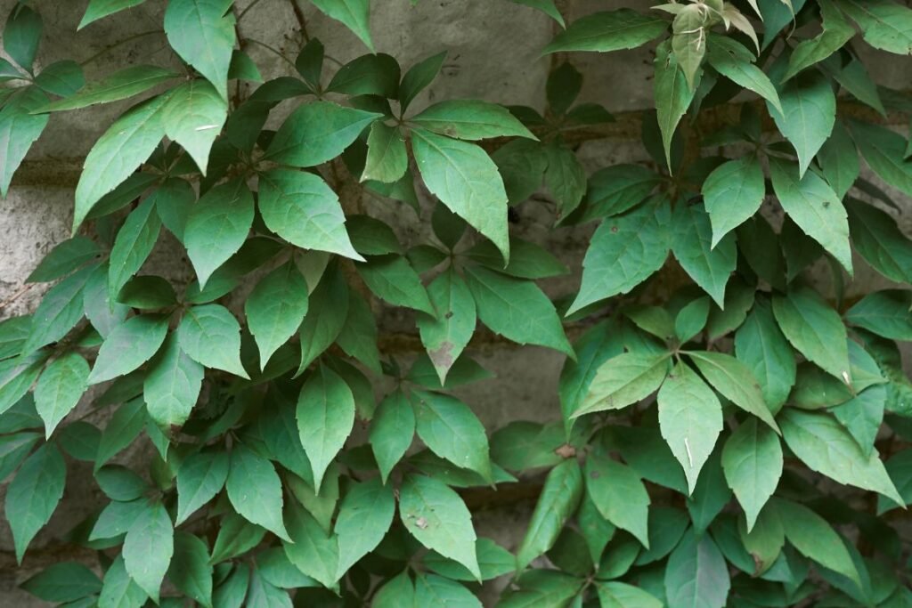 Vijoklių genėjimas: penkialapis vynvytis