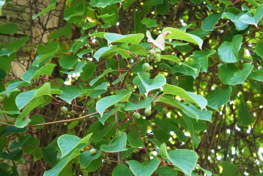 Aktinidija: reguliarus genėjimas užtikrina derlių