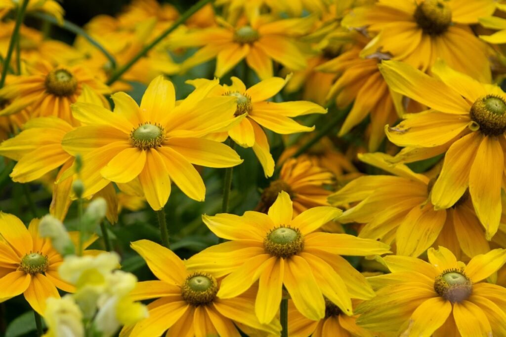 Plunksnalapė rudbekija – daugiametis žiedų stulpas