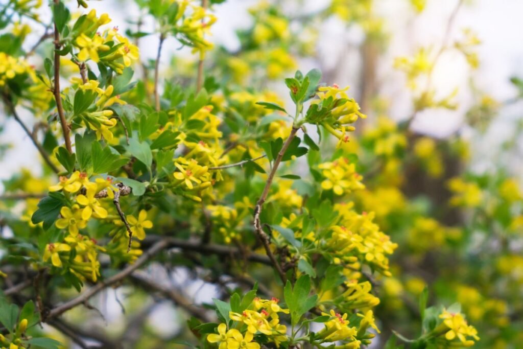 Kas yra auksuotasis serbentas (Ribes aureum)?