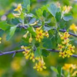 Auksuotasis serbentas (Ribes aureum) – trapus aromatas, auksiniai žiedai ir nepretenzinga prigimtis