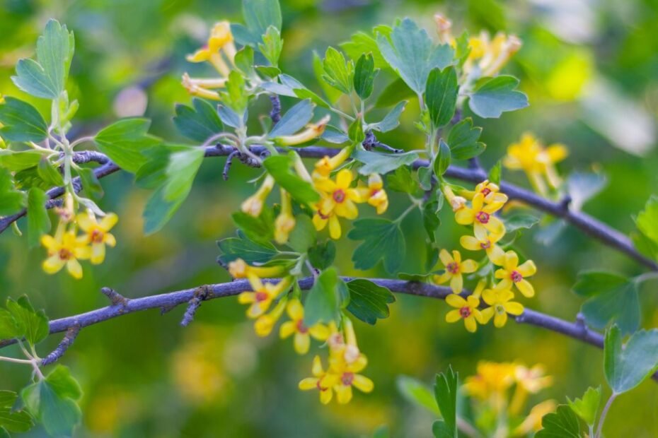 Auksuotasis serbentas (Ribes aureum) – trapus aromatas, auksiniai žiedai ir nepretenzinga prigimtis