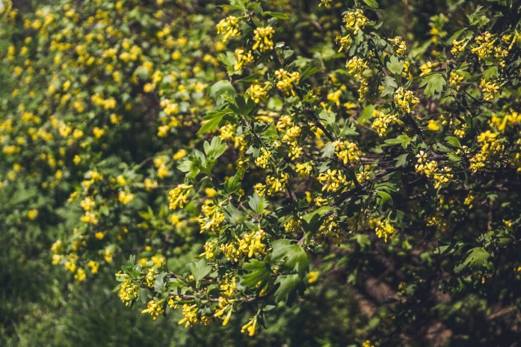 Auksuotasis serbentas: kita priežiūra