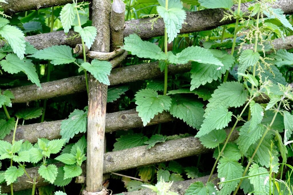 Dažniausios piktžolės: dilgėlė (Urtica dioica) – VALGOMA