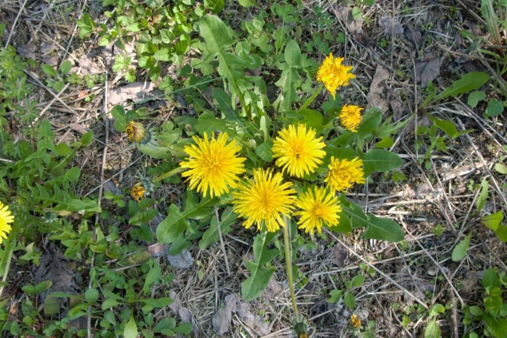 Dažniausios piktžolės: kiaulpienė (Taraxacum officinale) – VALGOMA