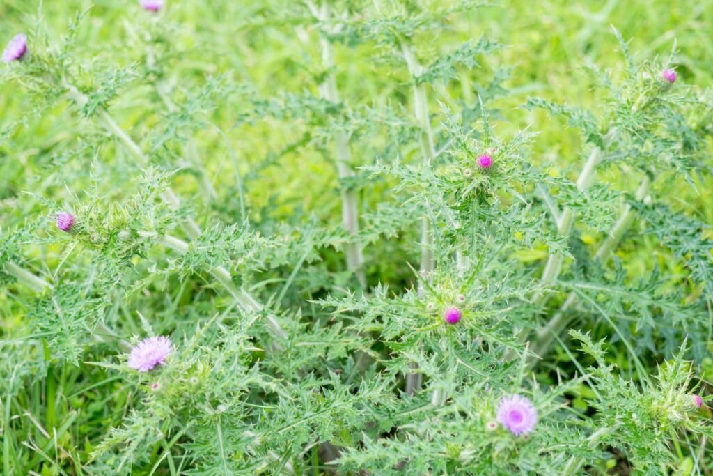 Dažniausios piktžolės: usnis (Cirsium arvense) – VALGOMA