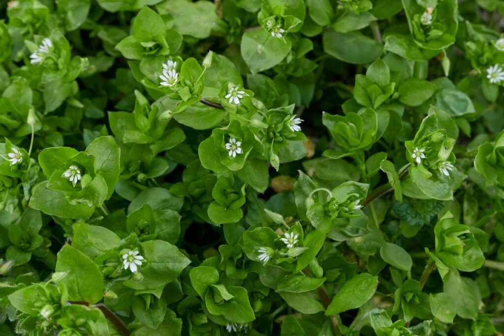 Dažniausios piktžolės: žliūgė (Stellaria media) – VALGOMA