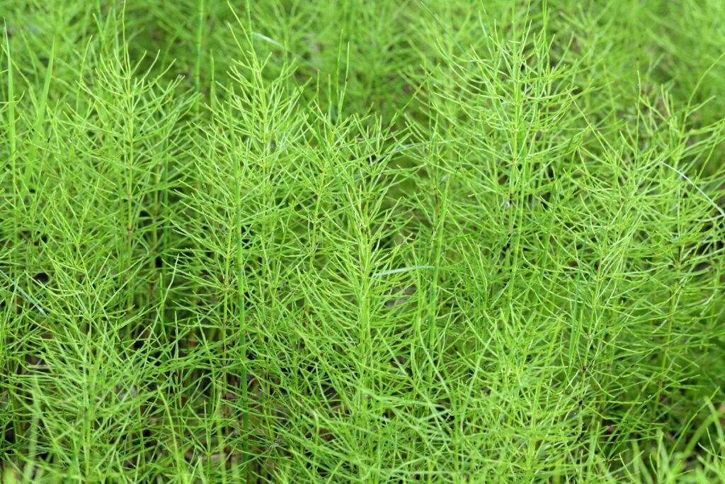 Dažniausios piktžolės: dirvinis asiūklis (Equisetum arvense) – VARTOTI ATSARGIAI